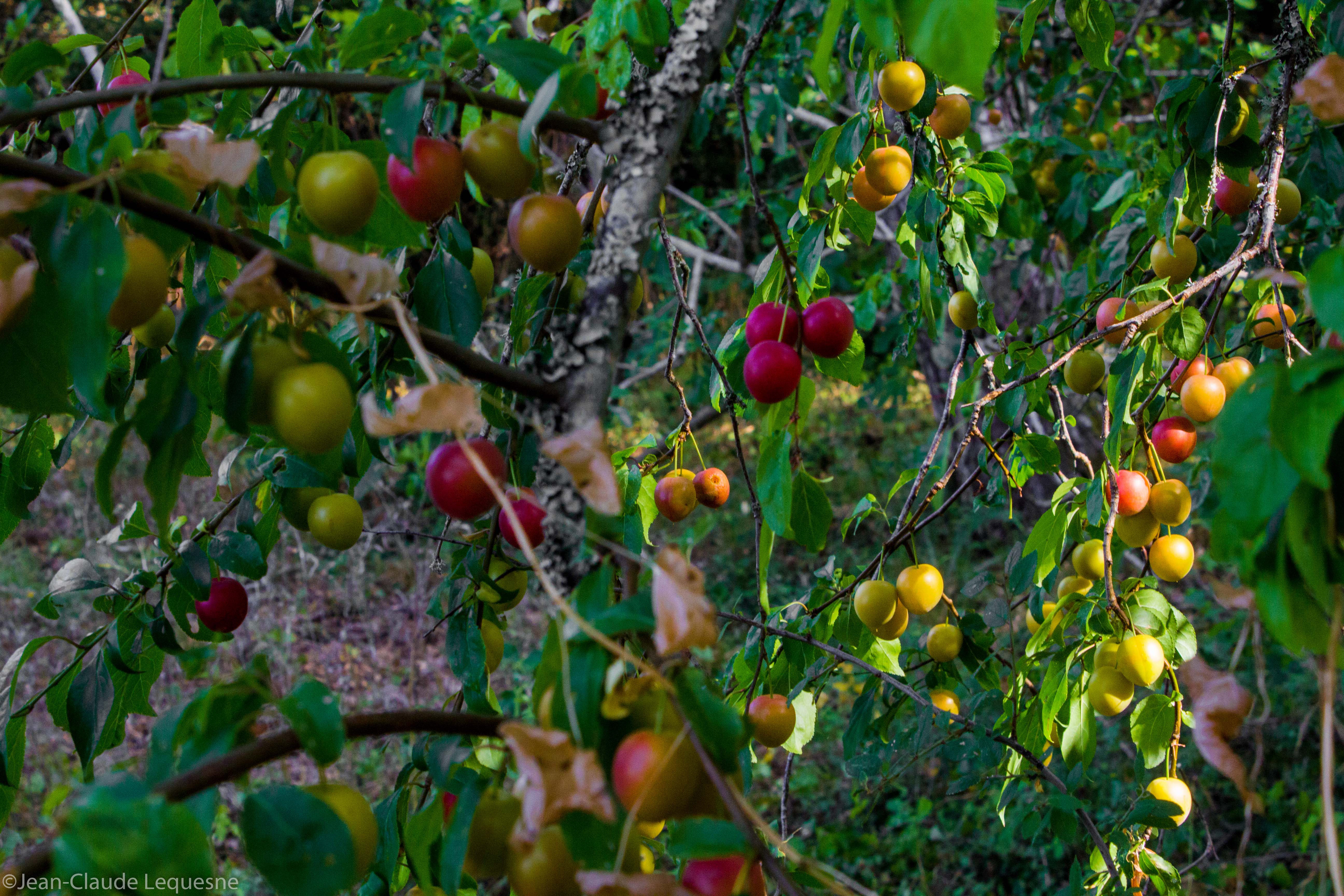 Prune Myrobolan de Marennes